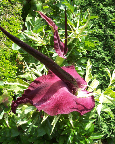Dracunculus vulgaris.jpg